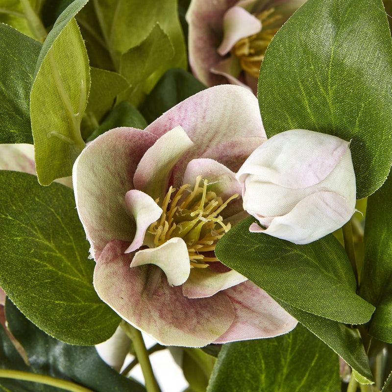 Variegated Pink Hellebore Plant In Grey Pot